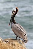 Brown Pelicanborder=